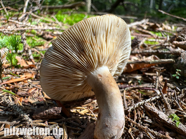 Pechschwarzer Milchling, Lactarius picinus