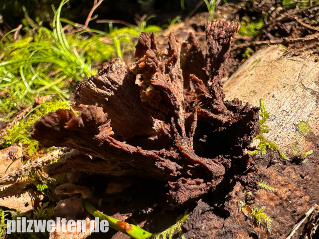 Gemeiner Erdwarzenpilz, Thelephora terrestris