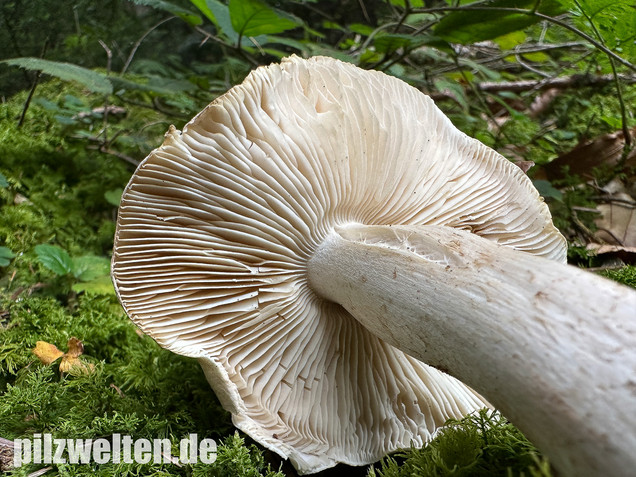 Seidiger Tigerritterling, Tricholoma filamentosum