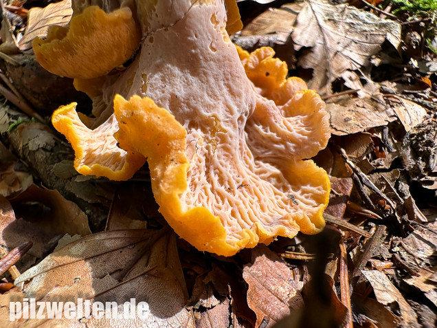 Gelbvioletter Pfifferling, Cantharellus ianthinoxanthus