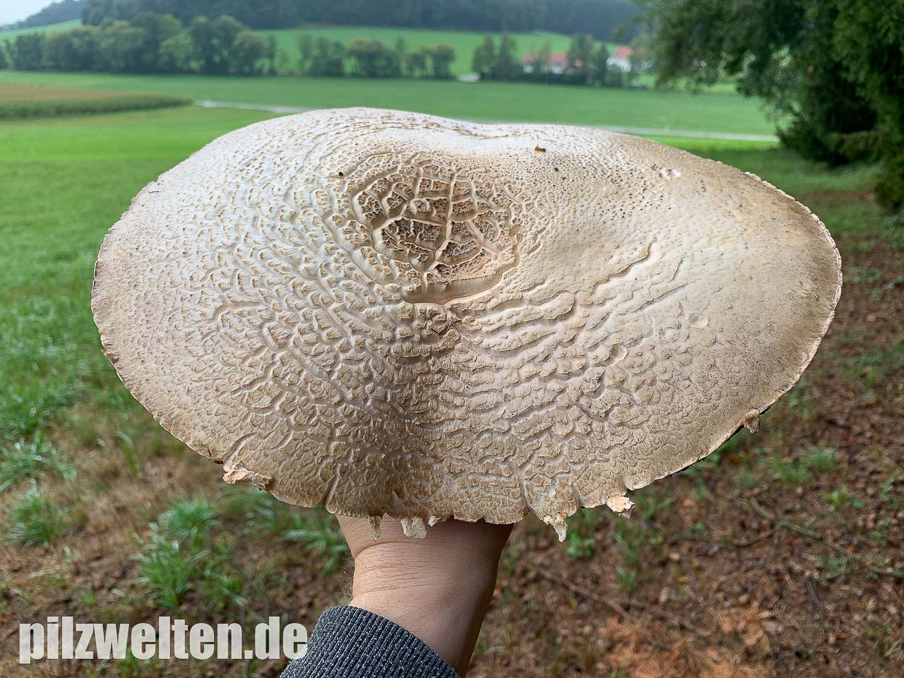 Großsporiger Riesenchampignon, Agaricus urinascens | Verwechslung &  Beschreibung