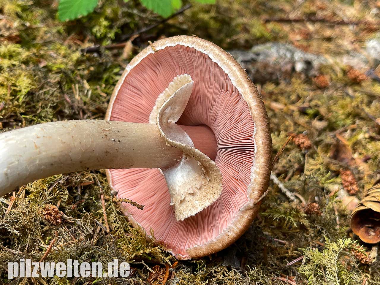 Kleiner Waldchampignon, Agaricus silvaticus | Verwechslung & Beschreibung