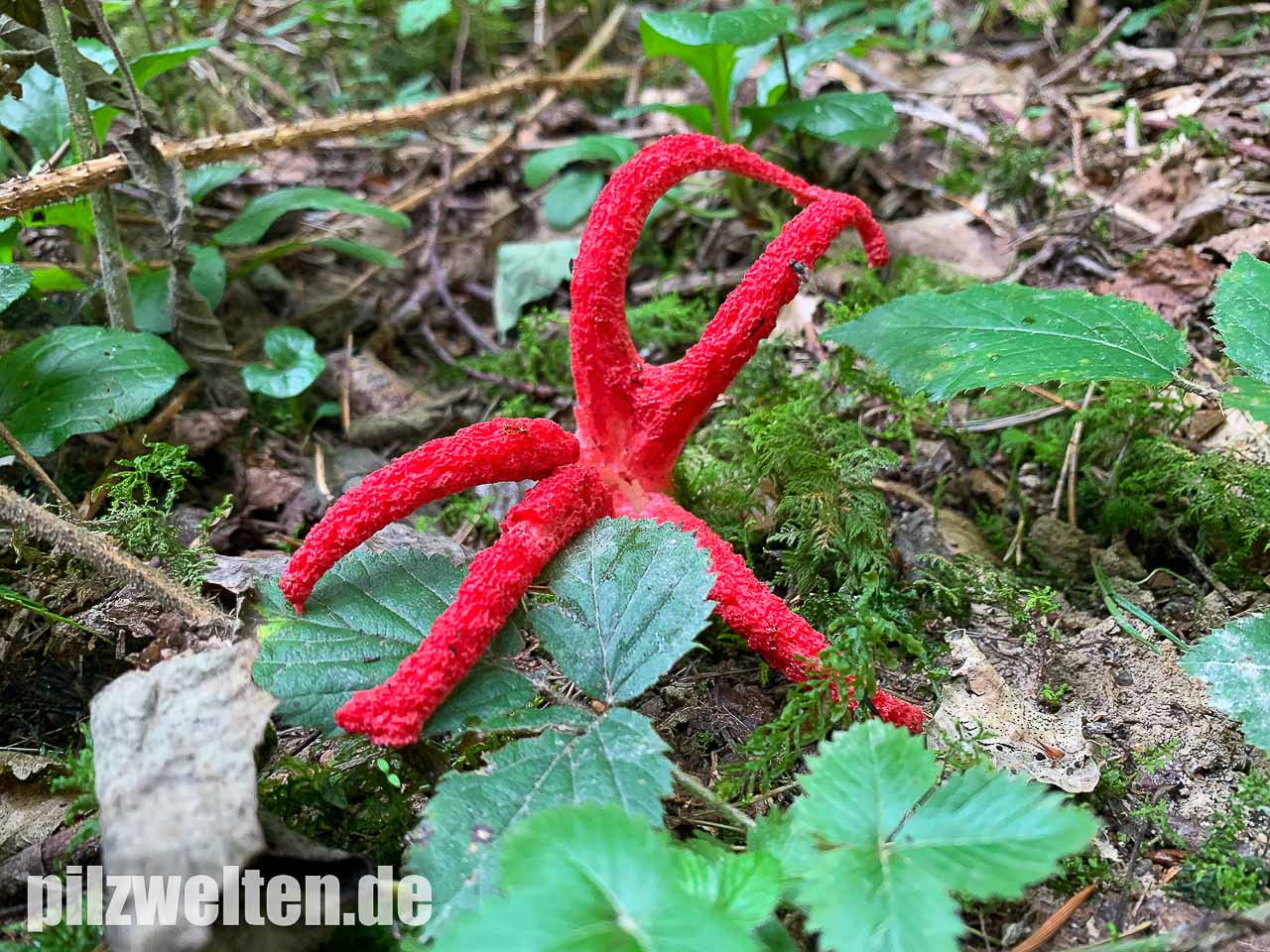 Tintenfischpilz, Clathrus archeri | Verwechslung & Beschreibung