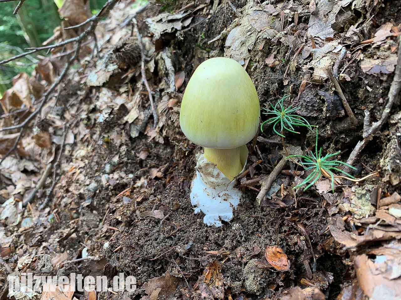 Gruner Knollenblatterpilz Amanita Phalloides