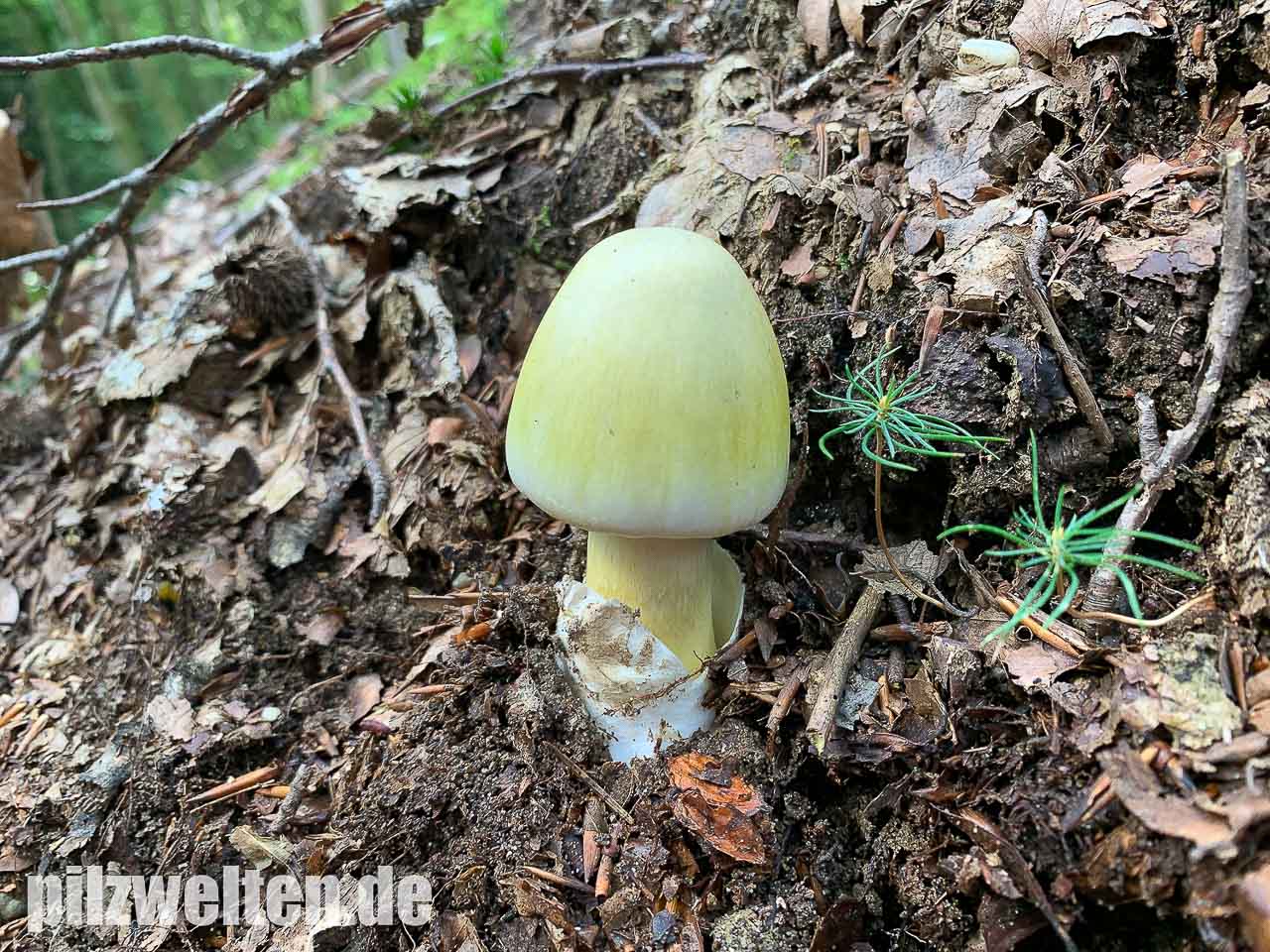 Gruner Knollenblatterpilz Amanita Phalloides