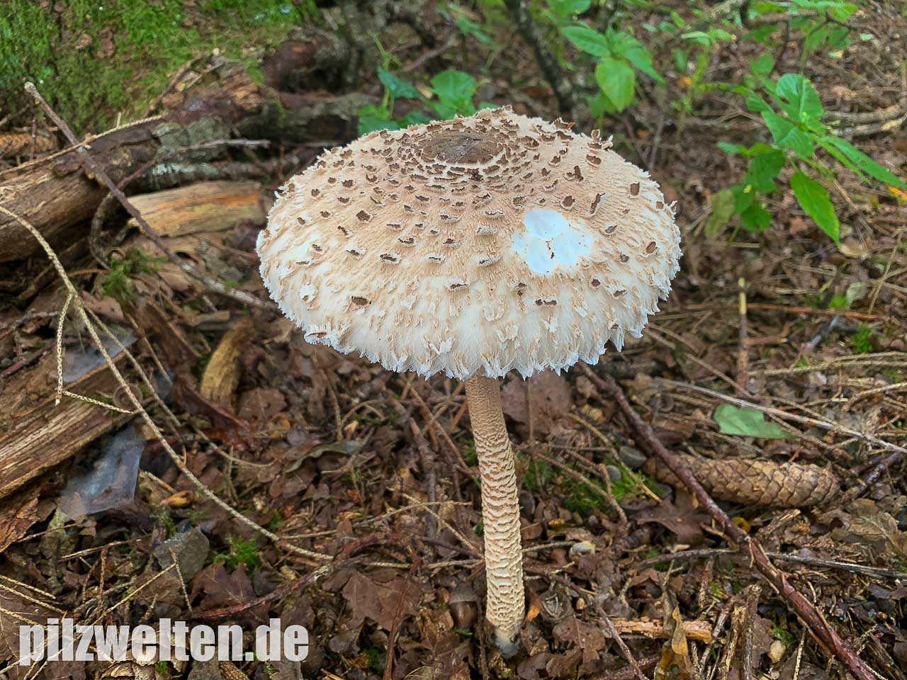 Parasol Riesenschirmling Macrolepiota Procera