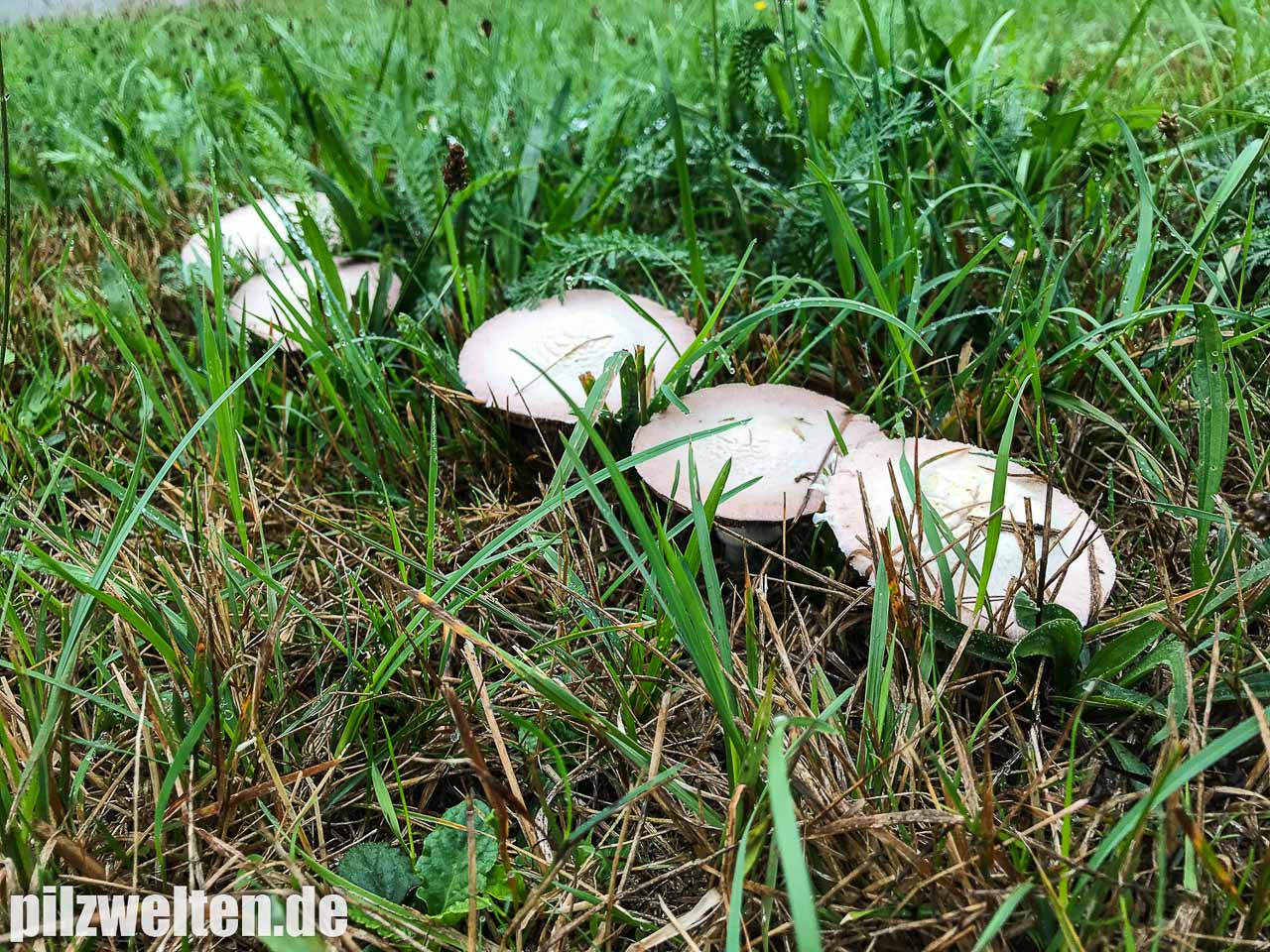 Wiesenchampignon, Gartenchampignon, Wiesenegerling